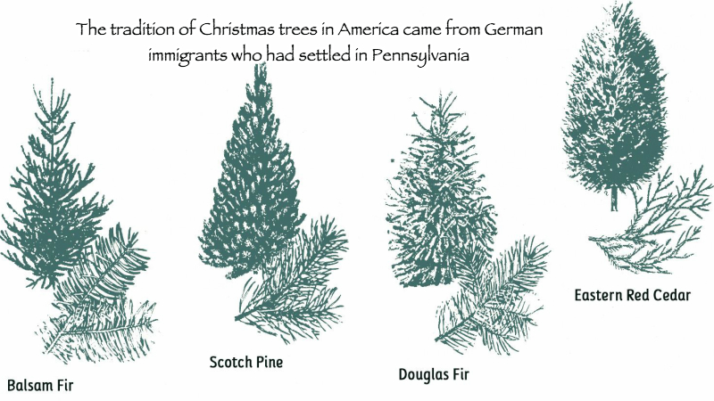Different Types of Christmas Trees