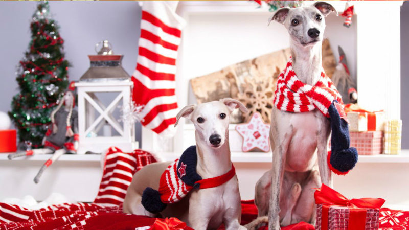Top 5 Christmas Gifts for Pets